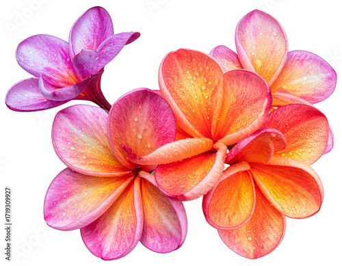 Collection of Vibrant Exotic Tropical Flowers, Colorful Blooms Isolated on Transparent Background, PNG Botanical Set