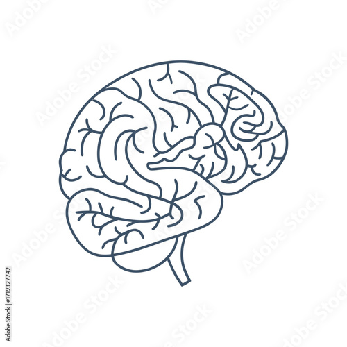 Vector illustration of the human brain's anatomy, a symbol of intelligence and mind