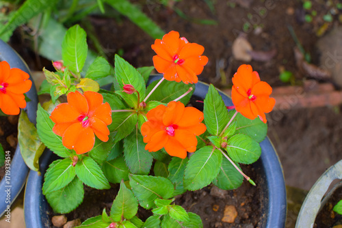 Bright Red Orange Impatiens SunPatiens Flowers Blooming Beautifully in a Lush Garden Bed. Closeup of SunPatiens Hybrid Impatiens with Striking Red Orange Blossoms in Natural Sunlight