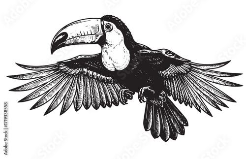 flying Toucan engraving vector illustration