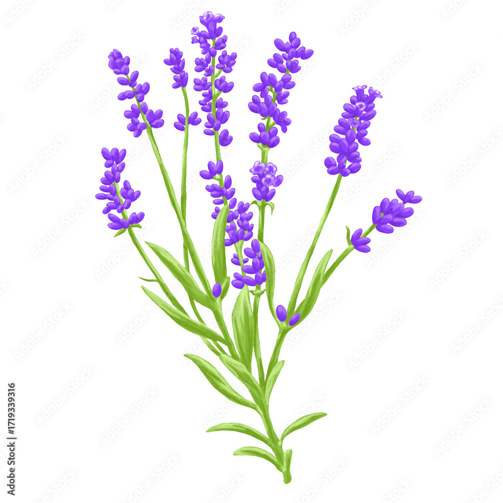 Obraz premium Hand Drawing Painting of Lavender Flower Botanical Illustration