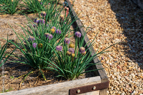 Wallpaper Mural Chives growing in a raised timber garden bed Torontodigital.ca