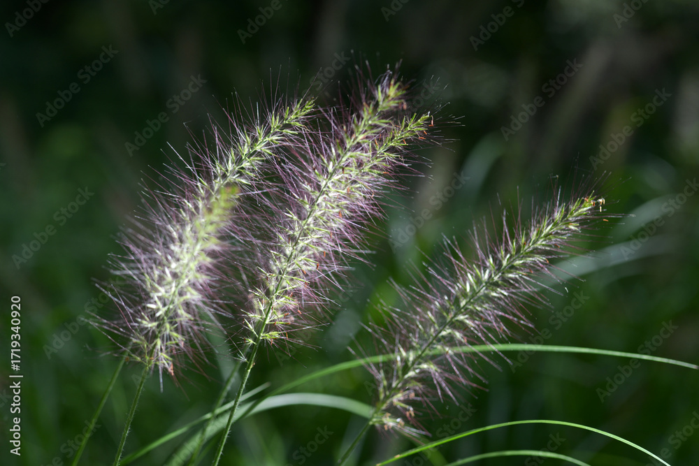 Obraz premium チカラシバ