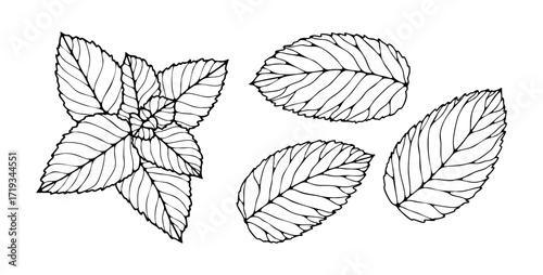 Hand drawn sketch of mint branch and leaves isolated on white background