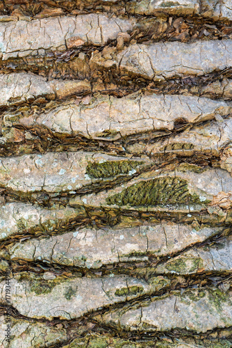 Wallpaper Mural Close-up of palm tree bark Torontodigital.ca