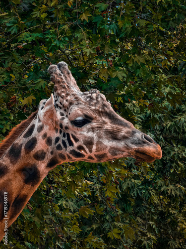 Photography giraffe