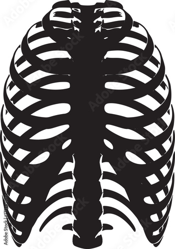 Anatomical Rib Cage Illustration Depicting Human Skeletal Structure on Transparent Background