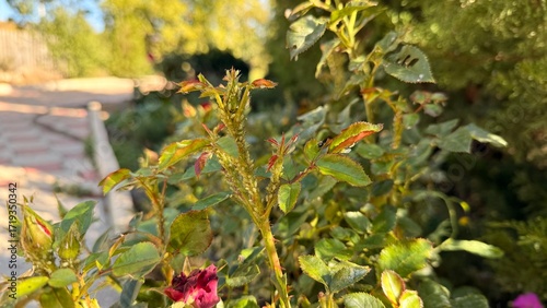 Aphids on a rose. flowers in the garden