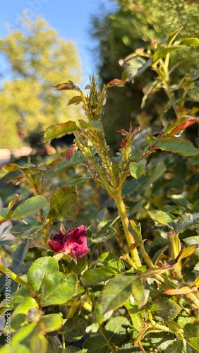 Aphids on a rose