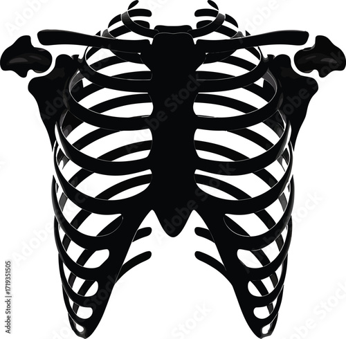 Anatomical Rib Cage Illustration A Detailed Skeletal Structure of the Human Thorax for Medical Use
