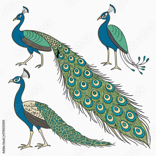 Vector art of colorful peacocks in various poses, showcasing their vibrant plumage and unique beauty, a symbol of elegance, grace, and the wonders of nature
