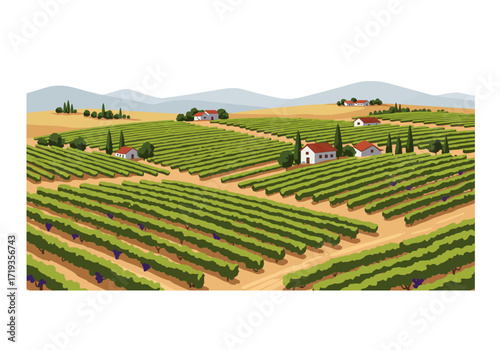 Vineyard landscape rows of grapevines houses scattered in fields hills in background