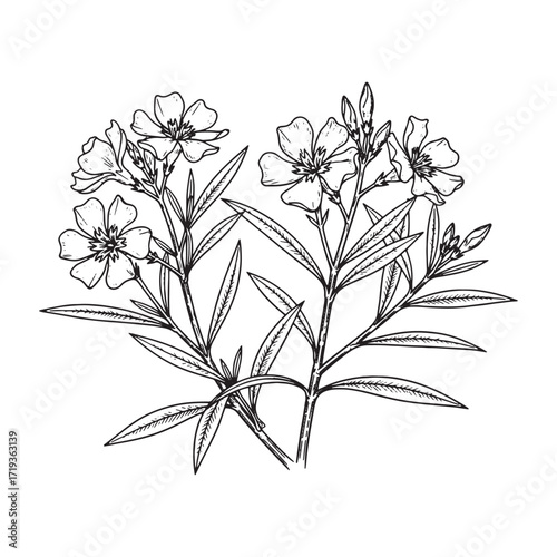 Oleander flower engraving vector style