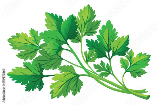 Bright green parsley sprigs showcase fresh culinary herbs on a pristine white background