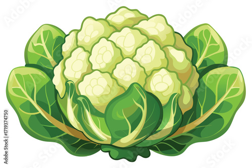 Fresh cauliflower illustration displays a realistic vegetable with green leaves isolated on white background