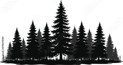 Art & IllustrationSilhouette of pine trees in dense forest, nature landscape, evergreen woodland scene, black and white vector illustration, wilderness design