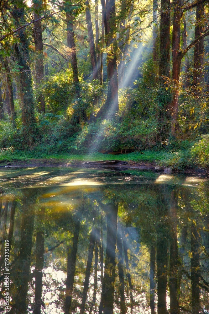 Fototapeta premium Forest sun beams in Alishan National Scenic Area in Taiwan - beautiful cypress and cedar trees forest.