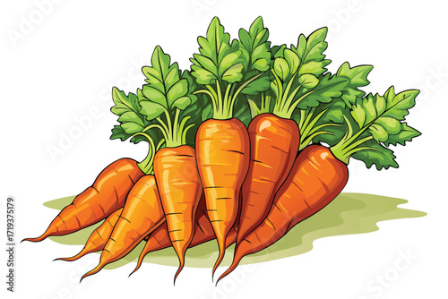 Fresh orange carrots displayed with vibrant green leafy tops presented together illustratively