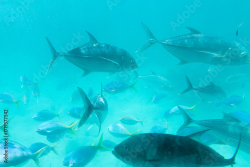 Canvas Print Giant Trevally and Small Fish in a Sandy Reef