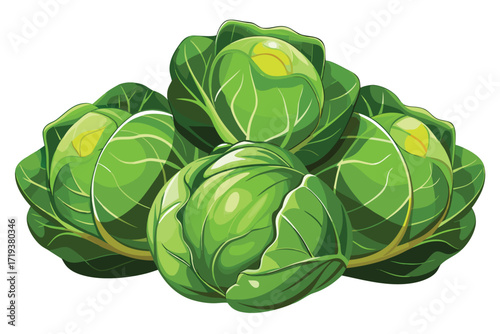 Fresh green cabbages are arranged neatly, showcasing their vibrant color and crisp leaves
