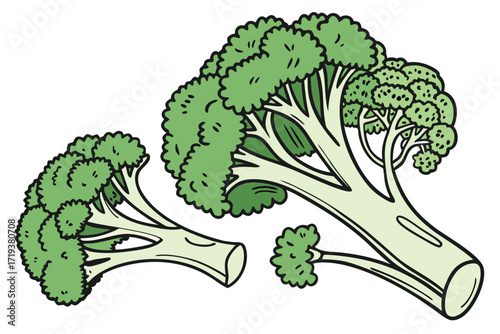Fresh green broccoli florets are illustrated with detailed contours on a plain white surface