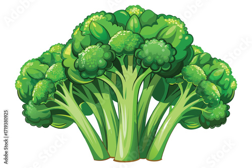 Fresh bright green broccoli stands upright with thick stalks in the middle view