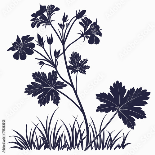 black and white geranium hardy