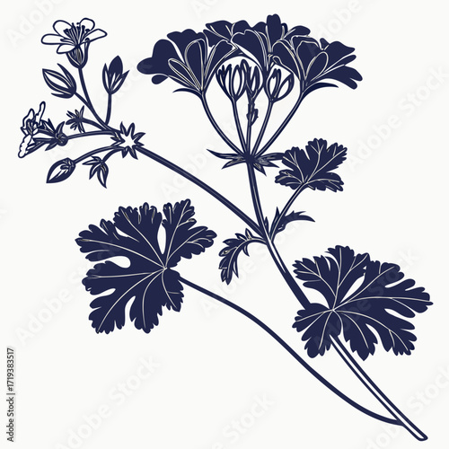 geranium hardy vector