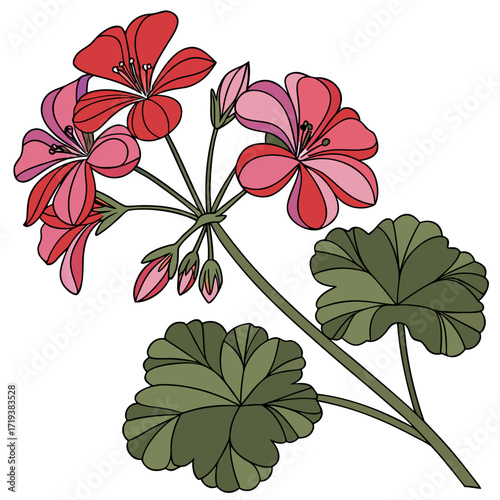 geranium hardy on white background 