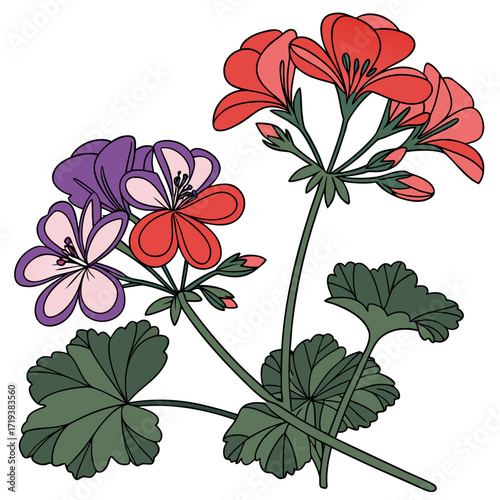 geranium hardy vector