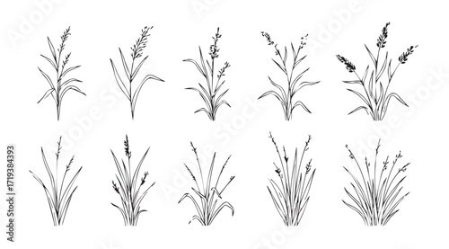 Collection of delicate lavender stalks in a stylized silhouette drawing