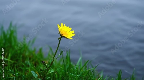 Bright yellow flower stands tall against a backdrop of a calm, gray water.  Green grass surrounds the flower at the water's edge