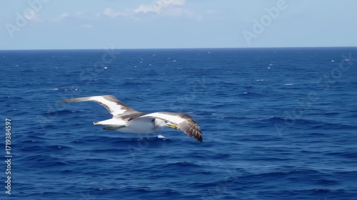 A seabird in flight over a vast expanse of deep blue ocean