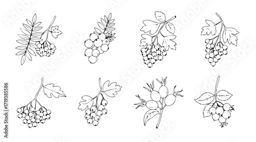 Collection of hand drawn grape bunch illustrations in silhouette style