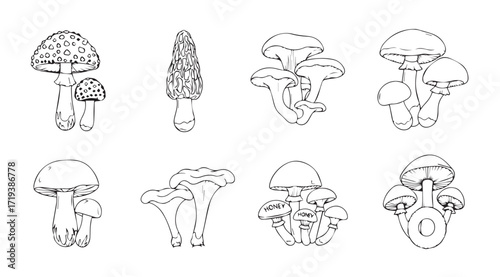 Collection of eight detailed mushroom illustrations in silhouette style