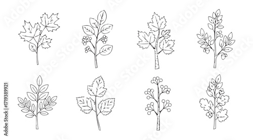 Collection of eight detailed botanical illustrations of delicate plant sprigs silhouette