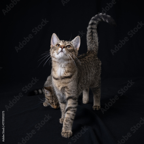 kitten on black background