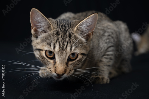 portrait of a cat