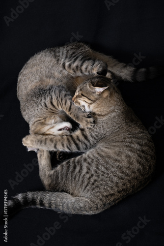 cats on the floor