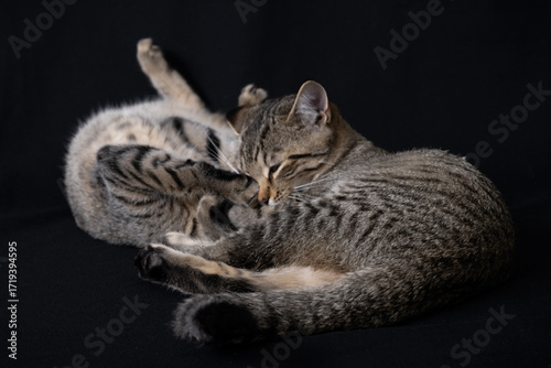 cat on a black background playing