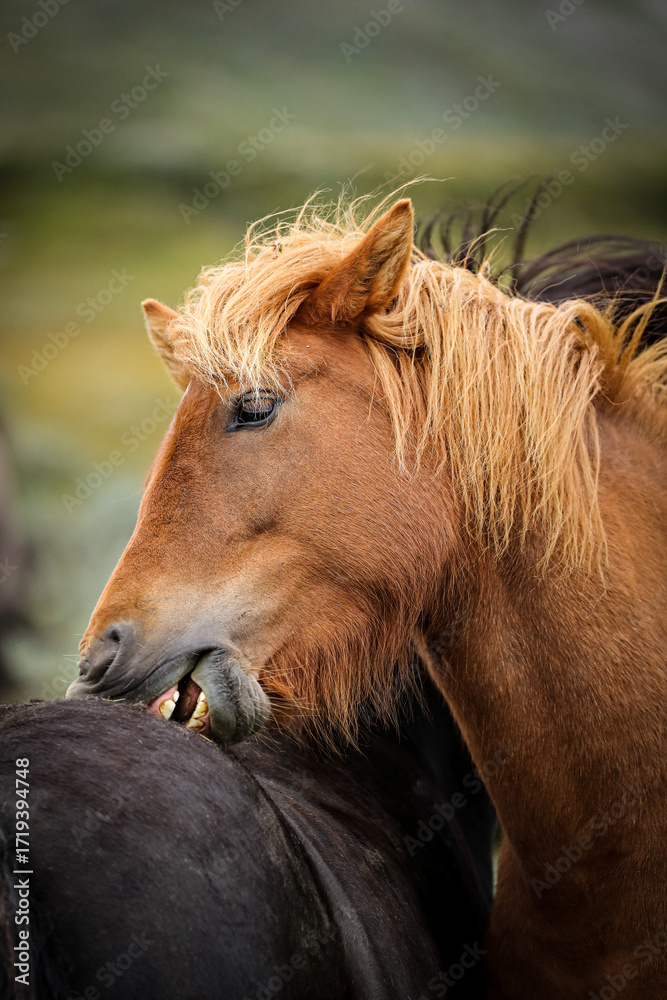 Fototapeta premium Horses biting each others backs in Norway.