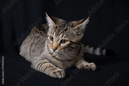 portrait of a cat