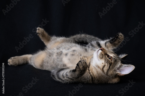 cat lying on the floor