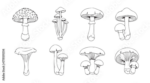 Collection of detailed mushroom illustrations in a distinctive silhouette style