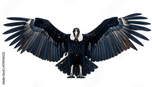 Majestic Andean condor with wings outstretched, showcasing its powerful build and intense gaze against a black background