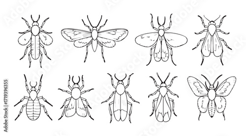 Collection of intricate insect illustrations in a distinctive silhouette style