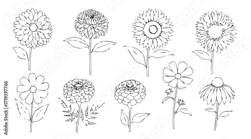 Collection of hand drawn floral silhouettes in a botanical illustration style