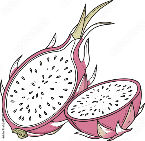 Vector illustration of a fresh, ripe, and sweet red dragon fruit with seeds isolated on white