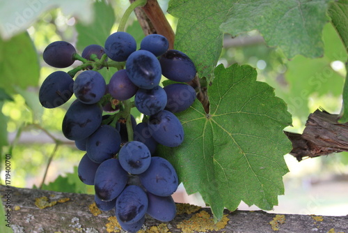 bunch of grapes