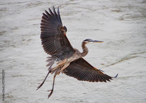 Great Blue Heron in flight